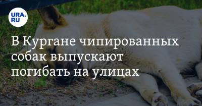 В Кургане чипированных собак выпускают погибать на улицах - ura.news