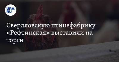 Свердловскую птицефабрику «Рефтинская» выставили на торги - ura.news - Свердловская обл.