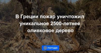 В Греции пожар уничтожил уникальное 2500-летнее оливковое дерево - news.mail.ru - Греция