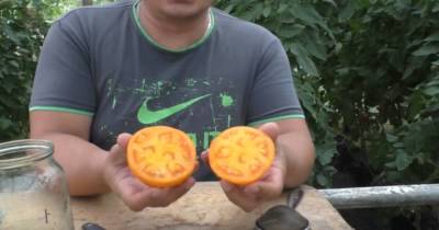 Простые правила для хорошего урожая. Как правильно собрать семена с томата - skuke.net
