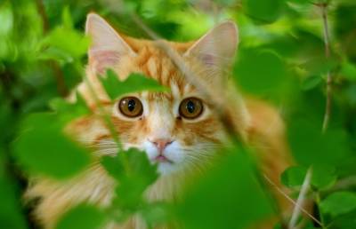 До слез: кошка попросила девушку спасти ее котят – они промокли от дождя. Посмотрите – это невероятно! (ВИДЕО) - ont.by - Белоруссия