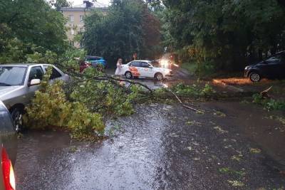 В Курске 2 августа ураганный ветер повалил 369 деревьев - chr.mk.ru - Курск