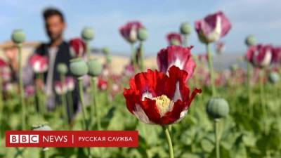 Опий для талибов. Что ждет афганский наркобизнес после ухода США - smartmoney.one - США - Афганистан