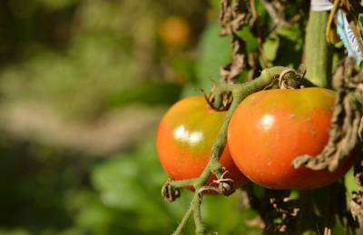 Как ускорить созревание томатов: опытные огородники назвали способы - skuke.net