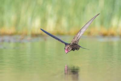 "Шире рот!" - израильский фотограф занял первое место в конкурсе Bird Photographer of the Year - vesty.co.il - Англия - Израиль - Мексика