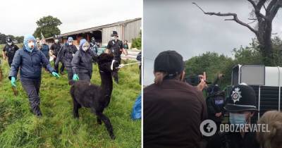 Альпак Джеронимо: в Британии усыпили знаменитое животное - фото и видео - obozrevatel.com - Англия