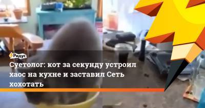 Суетолог: кот за секунду устроил хаос на кухне и заставил Сеть хохотать - ridus.ru