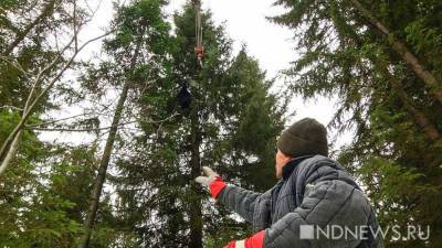 Экологи заявили о риске исчезновения трети деревьев в мире - newdaynews.ru - Экология