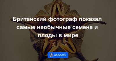 Британский фотограф показал самые необычные семена и плоды в мире - news.mail.ru - Англия