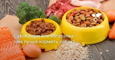 Сухой корм или натуралка — чем лучше кормить собак? - skuke.net - США