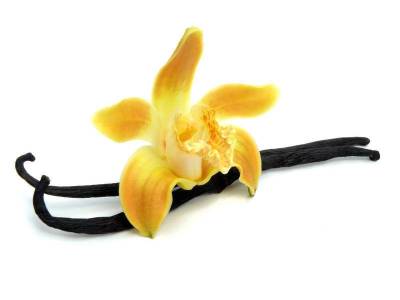 Ванильная орхидея и шоколадник — дружба навеки. Как это произошло? - skuke.net