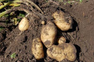 Сколько лет можно сажать картошку на одном месте: о чем забывают огородники - skuke.net