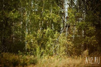 Медведь насмерть загрыз грибника в Кузбассе - gazeta.a42.ru - Россия - район Мариинский