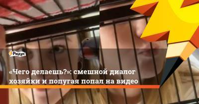 «Чего делаешь?»: смешной диалог хозяйки и попугая попал на видео - ridus.ru