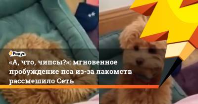 «А, что, чипсы?»: мгновенное пробуждение пса из-за лакомств рассмешило Сеть - ridus.ru
