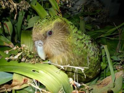 У редких попугаев какапо оказалось неожиданно мало вредных мутаций - polit.ru - Новая Зеландия