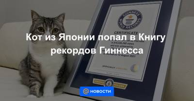 Кот из Японии попал в Книгу рекордов Гиннесса - news.mail.ru - Япония