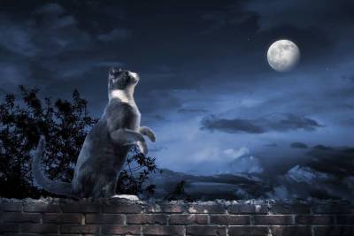 Какой знак Зодиака покровительствует вашему коту и как влияет на его характер? - skuke.net