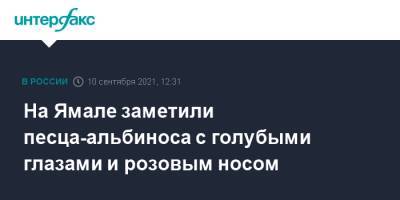 На Ямале заметили песца-альбиноса с голубыми глазами и розовым носом - interfax.ru - Москва - Россия - окр. Янао - Экология