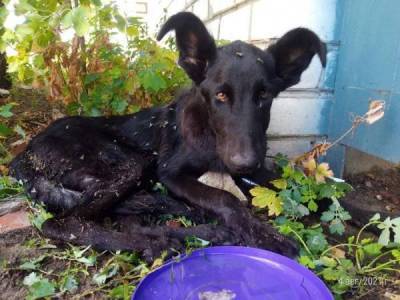 Самый любвиобильный пес Карат в поисках дома Переиграл и уничтожил Все равно мыть надо после каждого… - skuke.net - Интересно