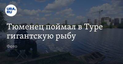 Тюменец поймал в Туре гигантскую рыбу. Фото - ura.news - Челябинская обл. - Тюмень