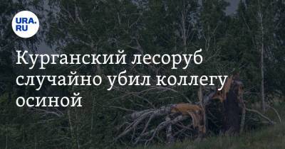 Курганский лесоруб случайно убил коллегу осиной - ura.news - Россия - Курганская обл.