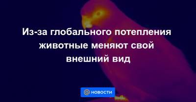 Из-за глобального потепления животные меняют свой внешний вид - news.mail.ru