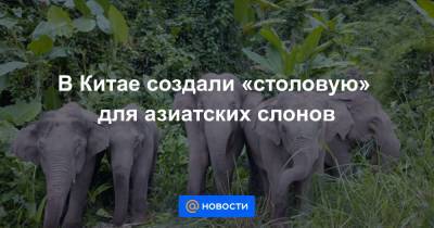 В Китае создали «столовую» для азиатских слонов - news.mail.ru - Китай - Экология