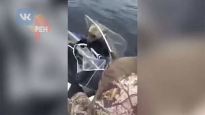 Рыбаки спасли тонувшего медвежонка на Ямале - iz.ru - Израиль - Ноябрьск