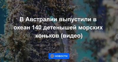Екатерина Гура - В Австралии выпустили в океан 140 детенышей морских коньков (видео) - news.mail.ru - Австралия