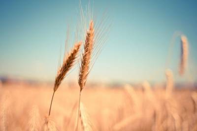 Джамбулат Хатуов - В Минсельхозе заявили, что объем собранного зерна составил 97,2 млн тонн - aif.ru - Россия