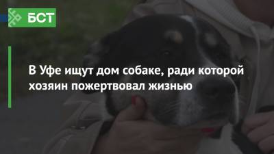 В Уфе ищут дом собаке, ради которой хозяин пожертвовал жизнью - bash.news - Уфа