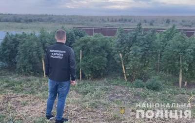 Под Одессой ликвидировали плантацию конопли - korrespondent.net - Украина - Одесса - Одесская обл.