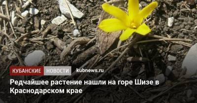 Редчайшее растение нашли на горе Шизе в Краснодарском крае - kubnews.ru - Краснодарский край - Краснодар
