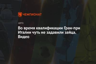 Николас Латифи - Во время квалификации Гран-при Италии чуть не задавили зайца. Видео - championat.com - Италия - Канада
