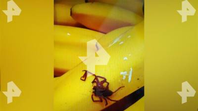 Андрей Стрижов - «Банановый паук»: Что известно об отравлении арбузом семьи в Москве, в результате которого умерли два человека - pravda-tv.ru - Москва - Россия
