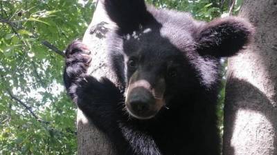 Гималайских медвежат-сирот выпустили в тайгу в Приморье после реабилитации - vm.ru - Приморье край - Экология