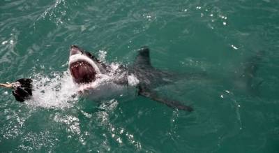 Новость об атаке акулы на отдыхающего прокомментировали власти Египта - lenta.ua - Украина - Египет
