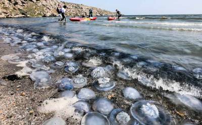 В ситуации с медузами в Азовском море виновата водная блокада Крыма со стороны Украины - news-front.info - Россия - Украина - Крым - Азовское Море