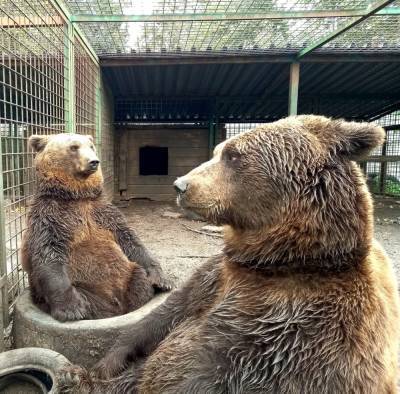Задумчивые медведи из «Велеса» покорили пользователей Сети - ivbg.ru - Украина - Ленобласть