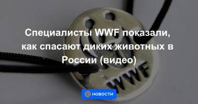 Анна Лысенко - Специалисты WWF показали, как спасают диких животных в России (видео) - news.mail.ru - Россия - Приморье край