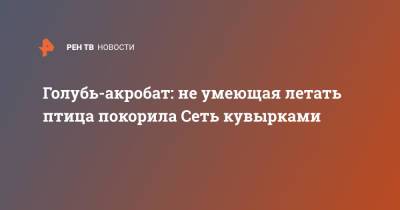 Голубь-акробат: не умеющая летать птица покорила Сеть кувырками - ren.tv