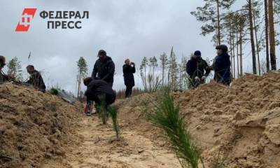 Под Тюменью высадили 70 тысяч маленьких сосен: под аккомпанемент дождя и оркестра - fedpress.ru - Тюмень - Тюменская обл. - район Тюменский