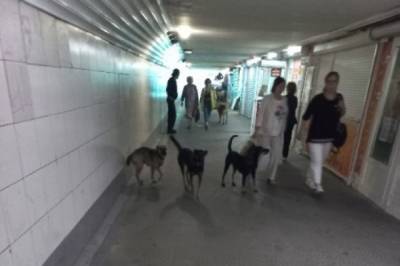 В Хабаровске становится больше уличных собак - hab.aif.ru - Россия - Хабаровск