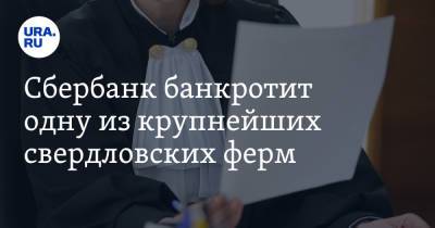 Сбербанк банкротит одну из крупнейших свердловских ферм - ura.news - Россия - Свердловская обл.