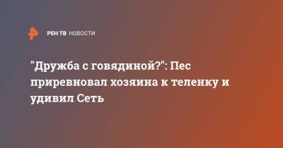 "Дружба с говядиной?": Пес приревновал хозяина к теленку и удивил Сеть - ren.tv