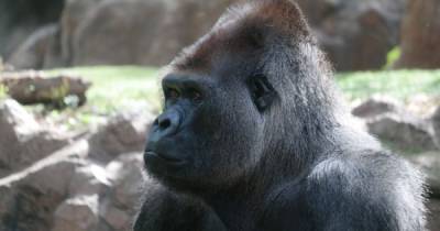 В США в зоопарке обнаружили вспышку коронавируса среди горилл - dsnews.ua - США - Украина - шт. Джорджия - штат Айова