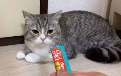 Курьез: кот, покоривший Youtube, попал в Книгу рекордов Гиннеса. ФОТО - enovosty.com - Япония