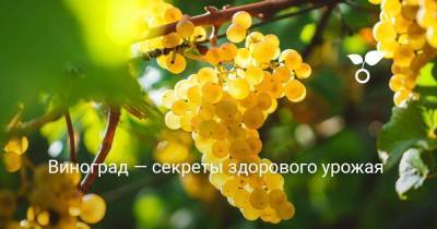 Виноград — секреты здорового урожая - skuke.net - Виноград