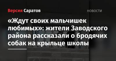 «Ждут своих мальчишек любимых»: жители Заводского района рассказали о бродячих собак на крыльце школы - nversia.ru - Саратов - район Заводский, Саратов
